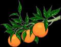 fruit (19)